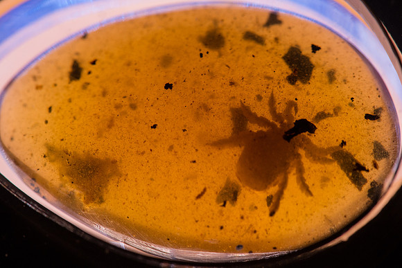 Tick