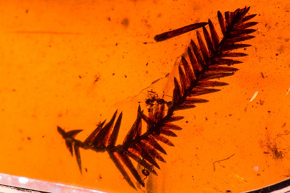 Fern