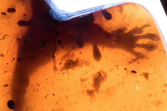 Gecko's hindquarters