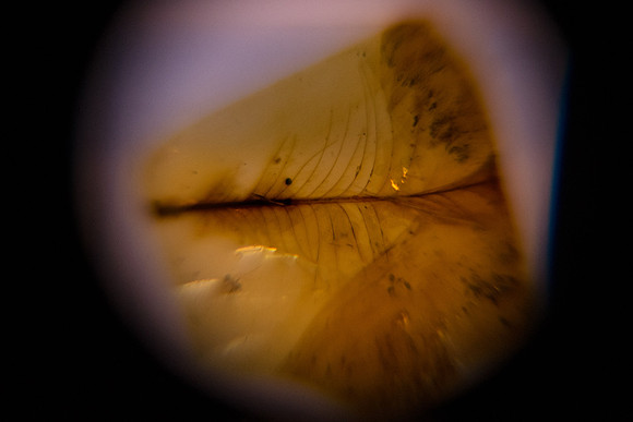 Feather
