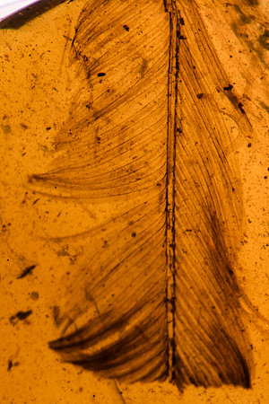 Feather