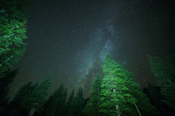 Through the pine trees