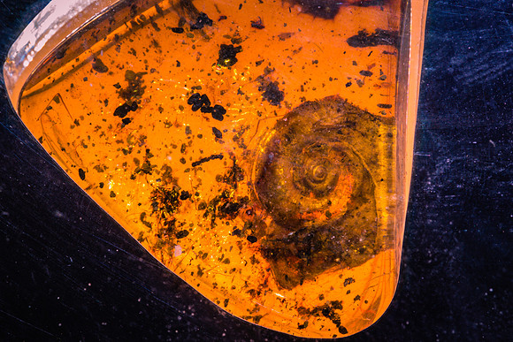 Snail