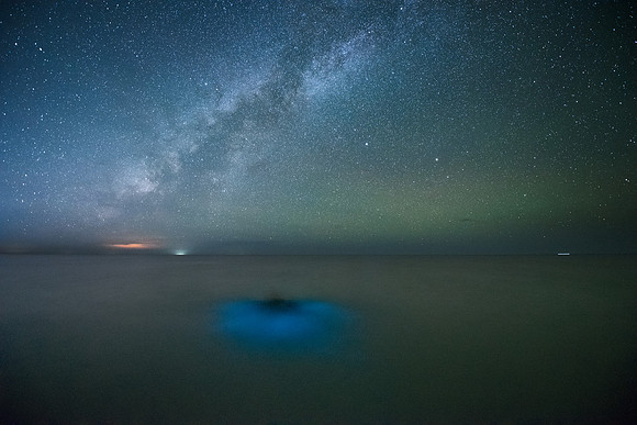 Bioluminescence