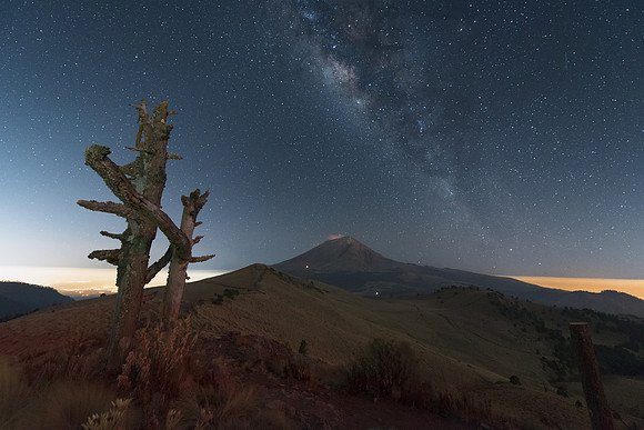 Popocatepetl arbol